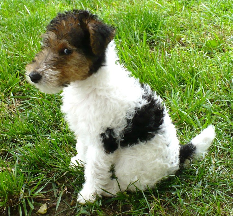 Метис таксы и Джек Рассел