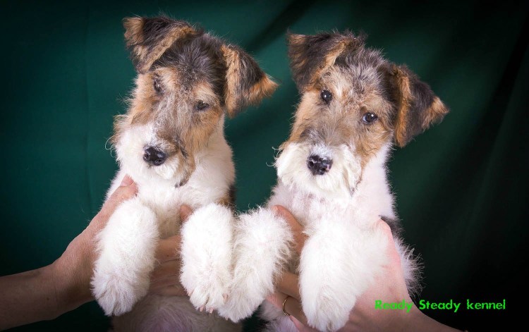 Вельштерьер и Фокстерьер
