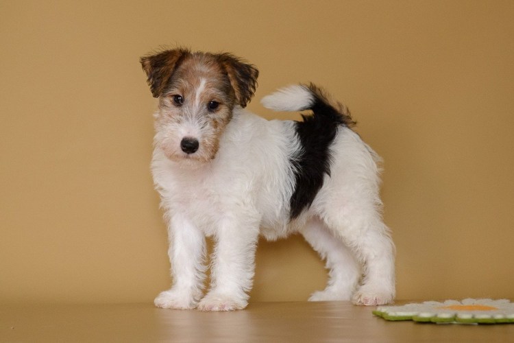 Метис фокстерьера