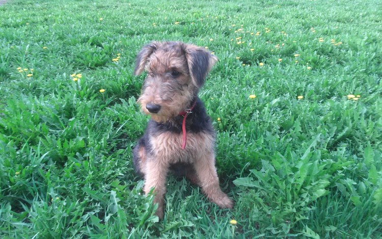 Бигль Фокстерьер жесткошерстный