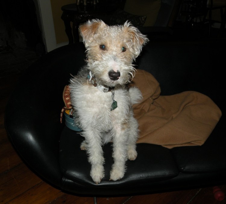 Гладкошёрстный Фокстерьер терьеры