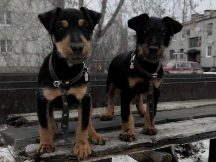 Парсон Рассел терьер длинношерстный