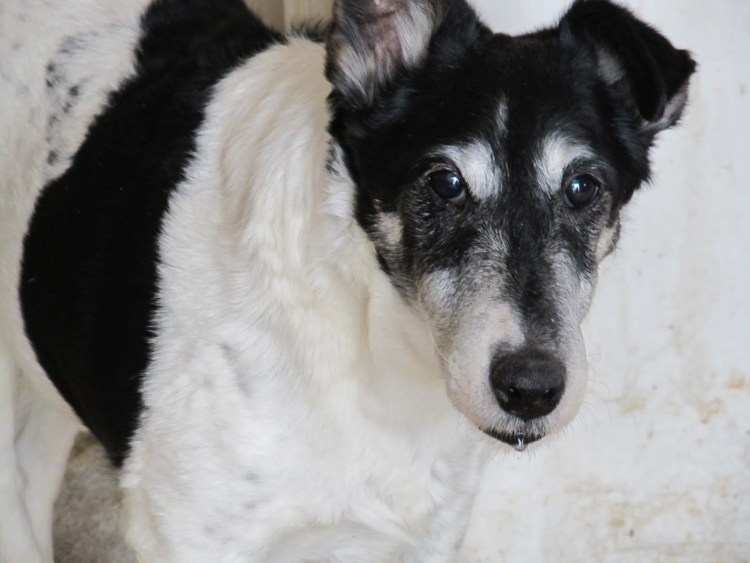 Фокстерьер с человеком