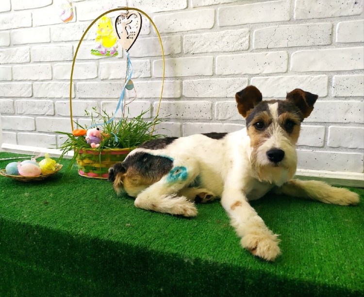 Порода собак Фокстерьер