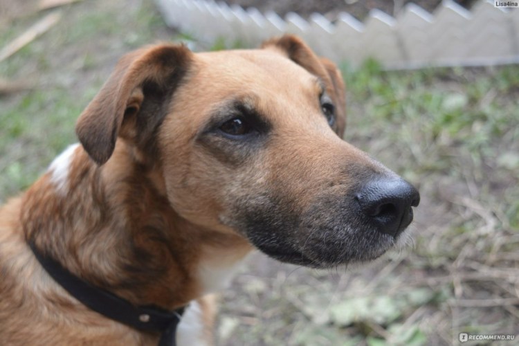 Метис собака