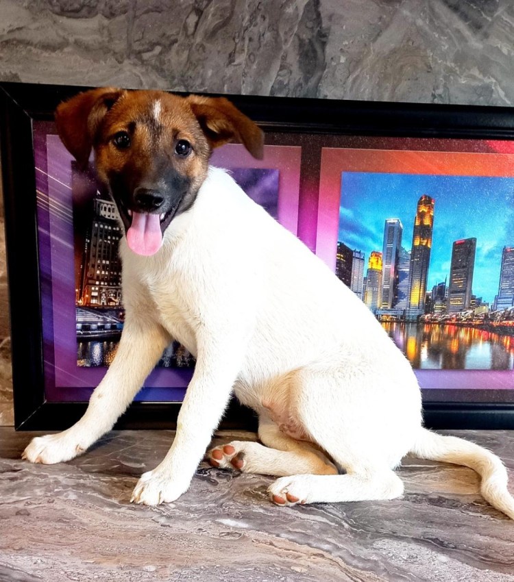 Рассел терьер жесткошерстный