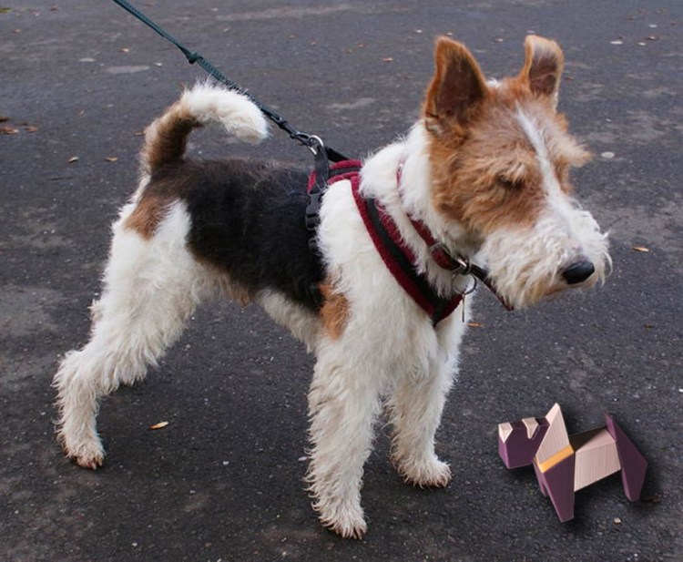 Фокстерьер в доме