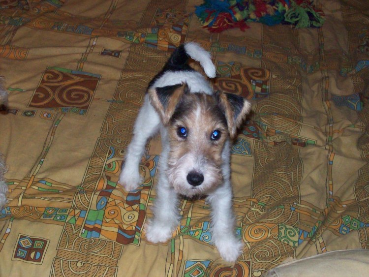 Фокстерьер жесткошерстный щенок