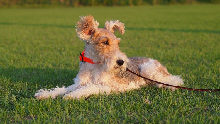 Фокстерьер рыжий кучерявый