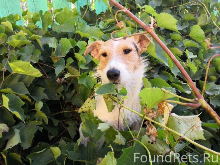 Фокстерьер метис дворняжкой