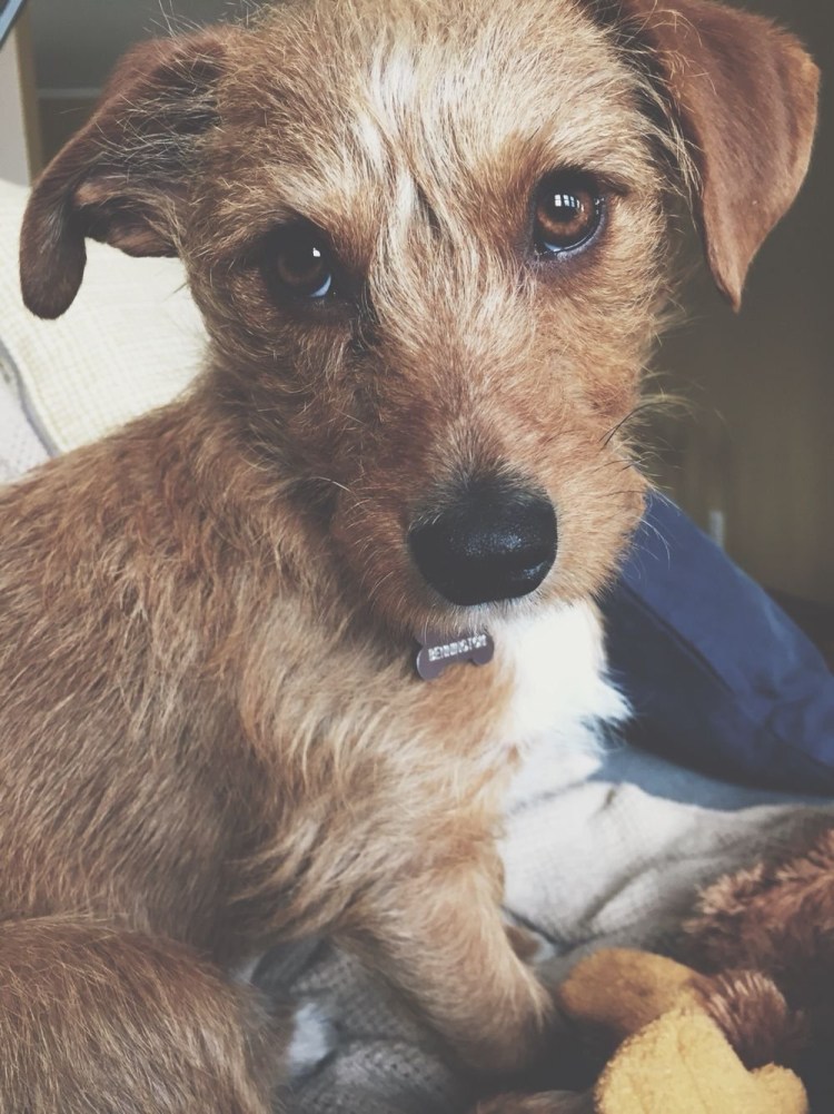 Фокстерьер жесткошерстный белый