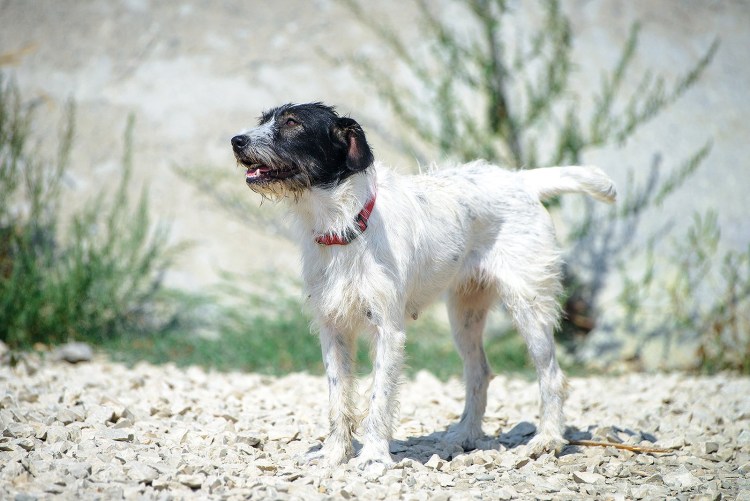 Метис жесткошерстной таксы