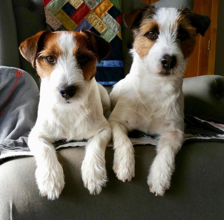 Жесткошерстные Фокс терьер