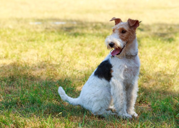 Метис фокстерьера