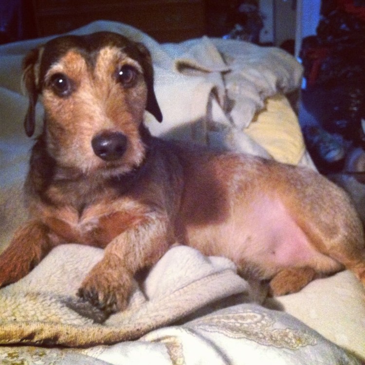 Терьер Фокс Фокстерьер