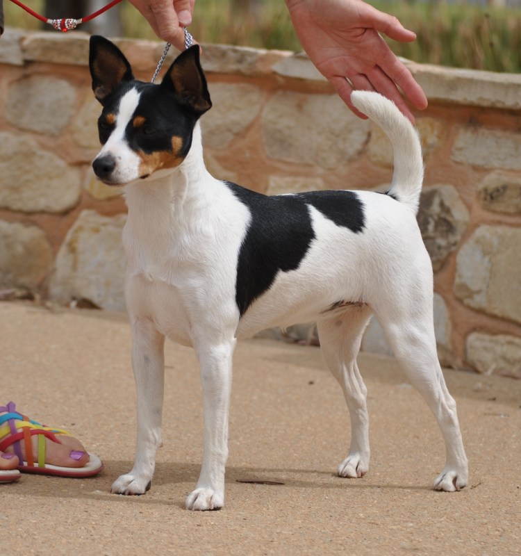 Вельштерьер и Фокстерьер