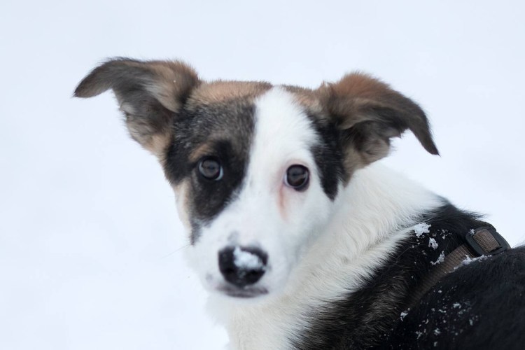 Порода собак Фокстерьер