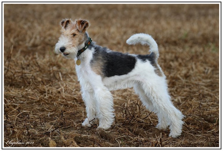 Фокстерьер гладкошерстный и кошка