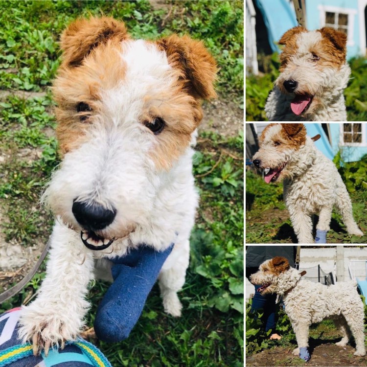 Помесь фокстерьера