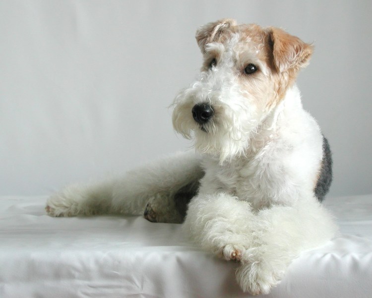 Ягд метис Фокстерьер