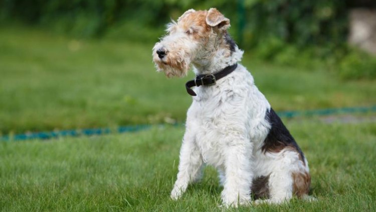 Фокстерьер и Ягдтерьер