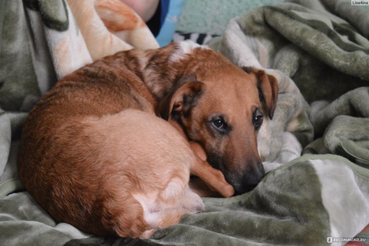 Метис фокстерьера