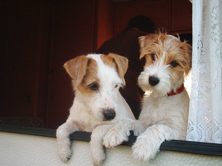 Парсон-Рассел-терьер лохматый