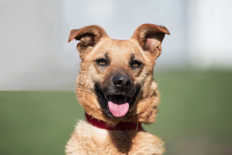 Фокстерьер и Джек Рассел