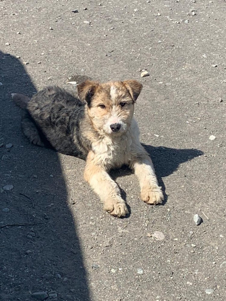 Фокстерьер собака гладкошерстный