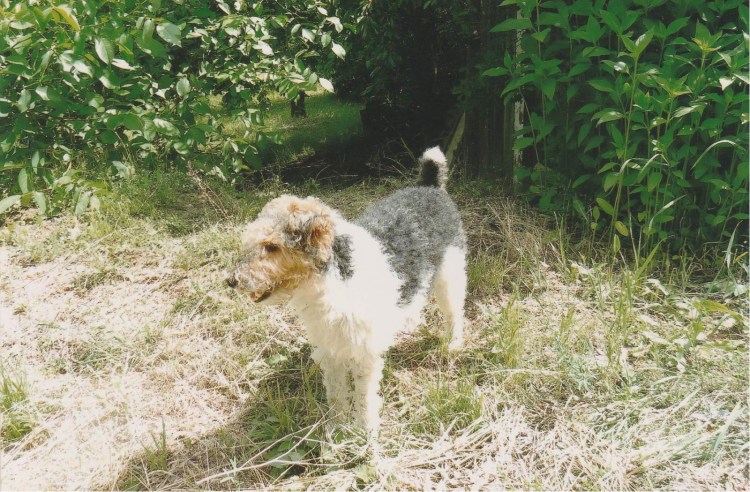 Собака Фокстерьер жесткошерстный