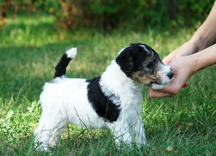 Белый жесткошерстный терьер