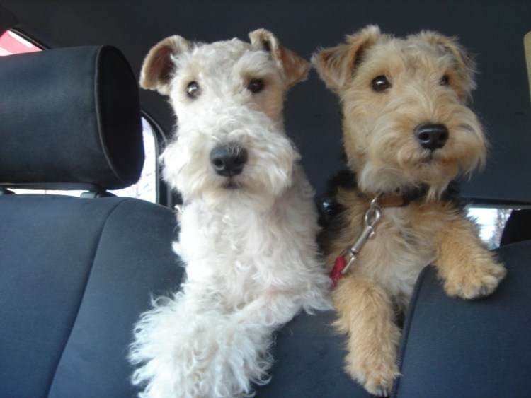 Метис собаки и кролика