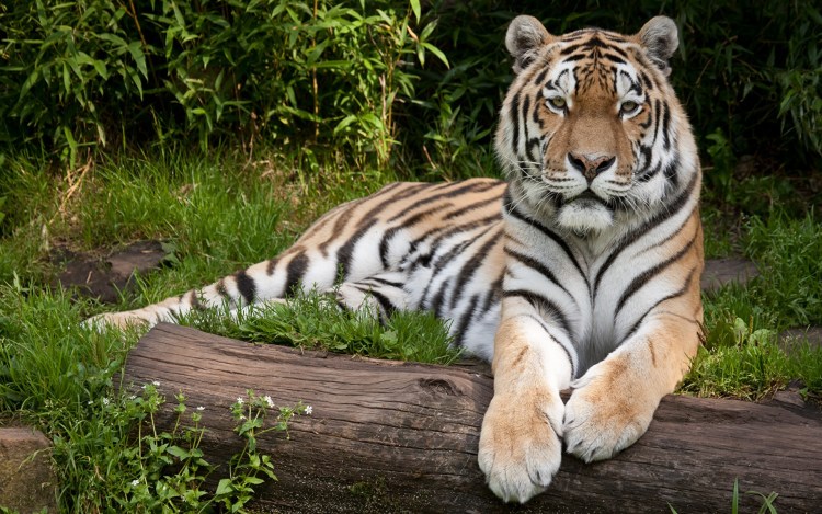 Суматранский тигр и Амурский