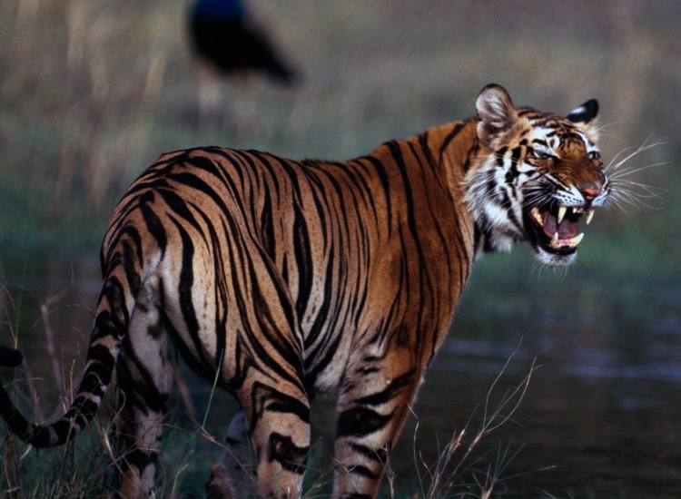 Красивый тигр