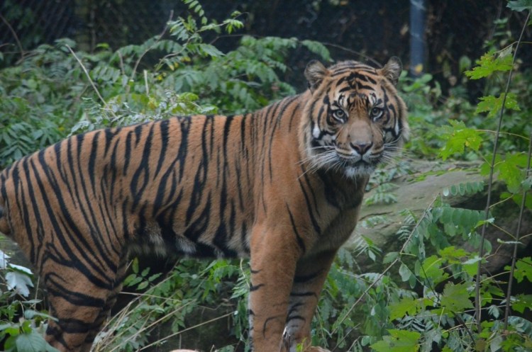 Каплан тигр