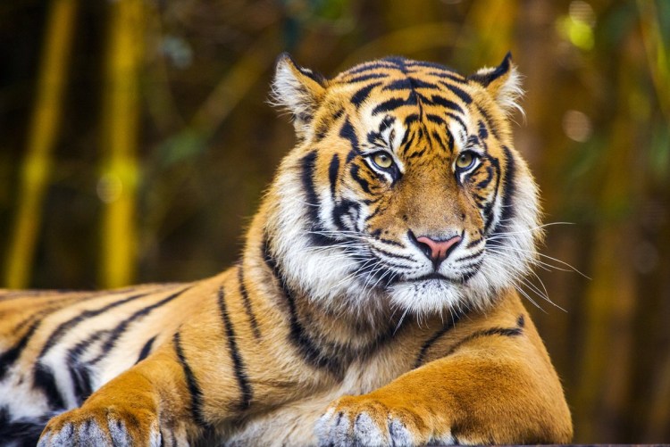 Суматранский тигр боком