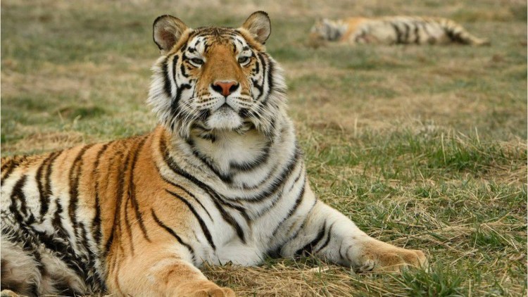 Королевский тигр животное