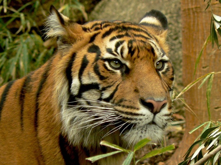 Суматранский тигр