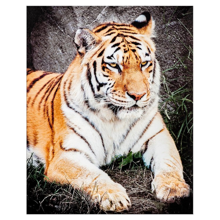 Panthera Tigris amoyensis