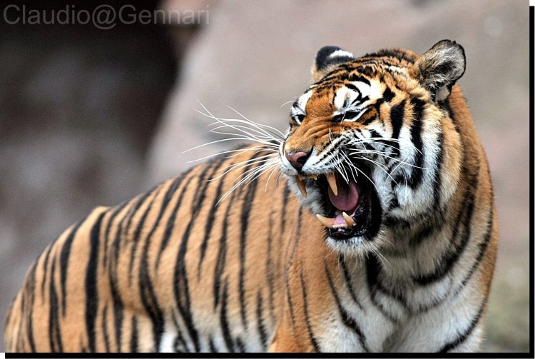 Суматранский тигр