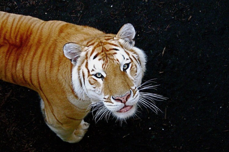 Амурский тигр Panthera Tigris altaica