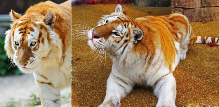 Тайгер тигр