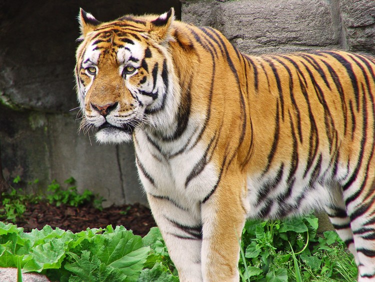 Амурский тигр