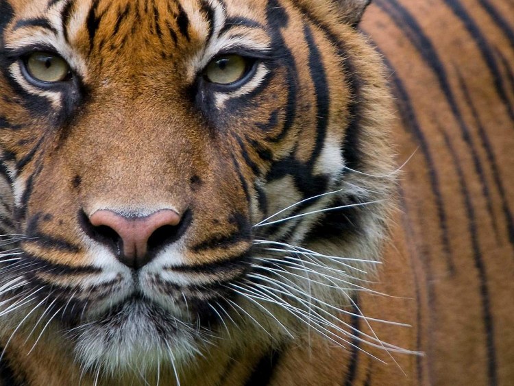 Panthera Tigris bengalensis