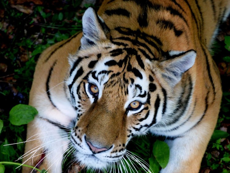 Амурский тигр