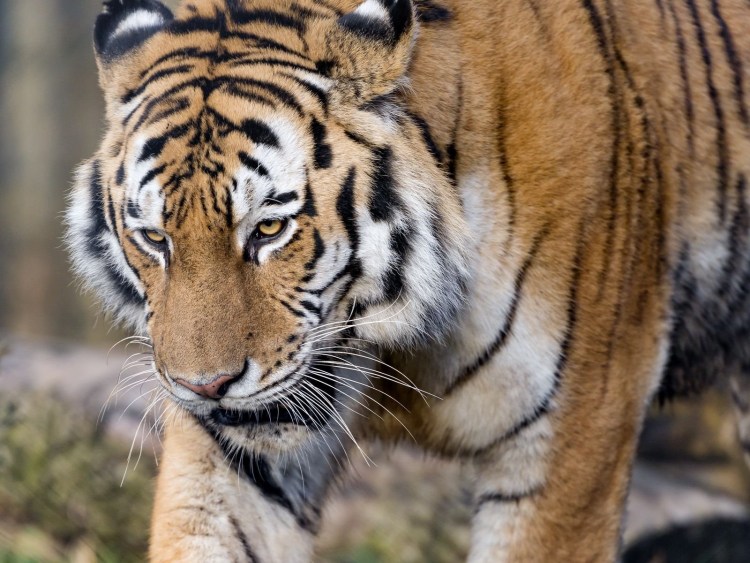 Настоящий тигр