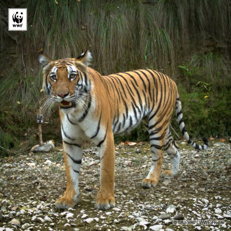 Тигр упорный