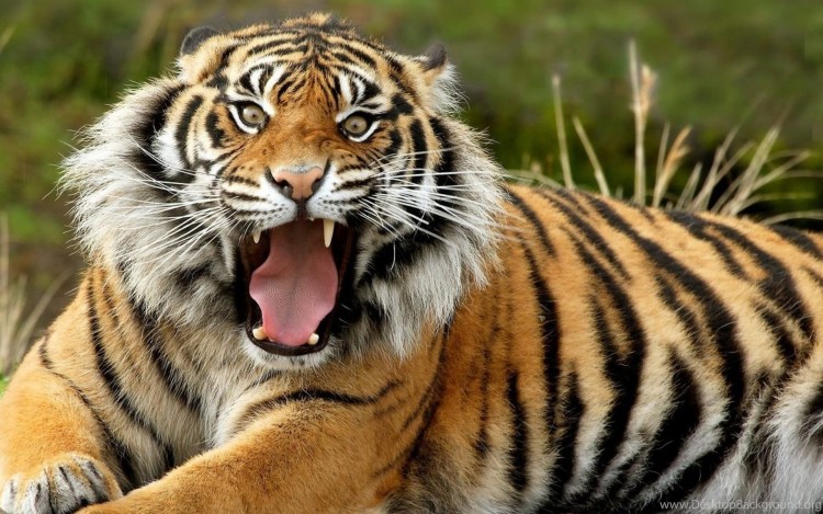 4. Амурский тигр (Panthera Tigris)