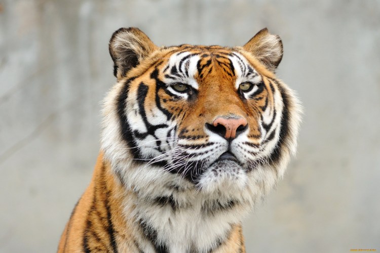 Амурский тигр оскал