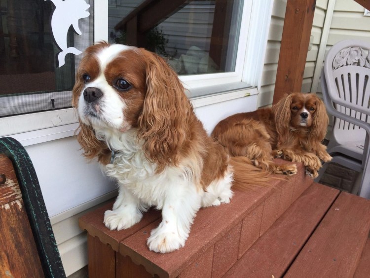 Кавалер Кинг Чарльз спаниель рубиновый